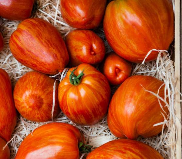 Tomate Cotelée type Ancienne Marmande